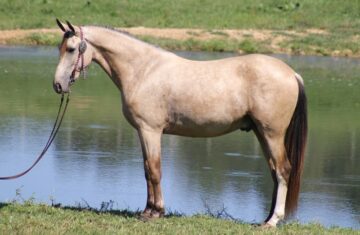 Chase-Tennessee-Walking-Gelding
