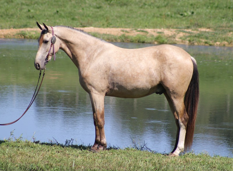 Chase-Tennessee-Walking-Gelding