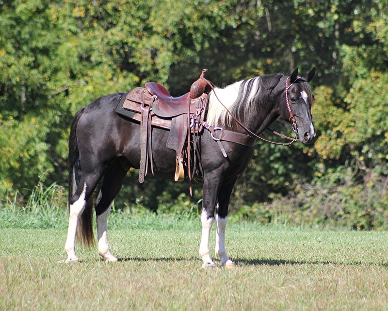Checkers-Saddlebred-Gelding