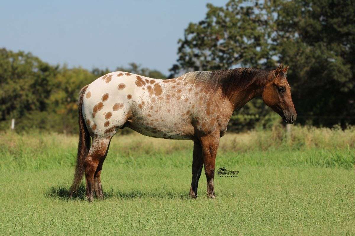 Chicken-Nugget-Appaloosa-Gelding