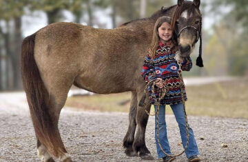 Chief-Pony-Gelding