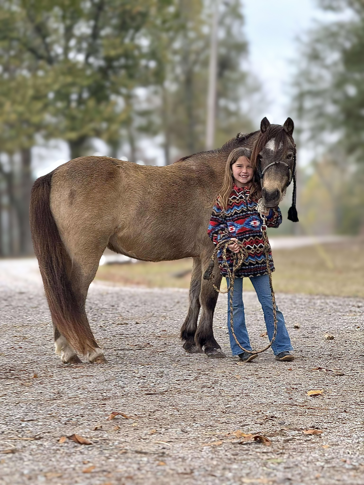 Chief-Pony-Gelding