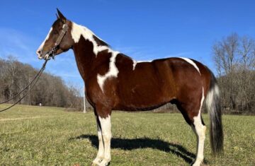 Chief-Saddlebred-Gelding