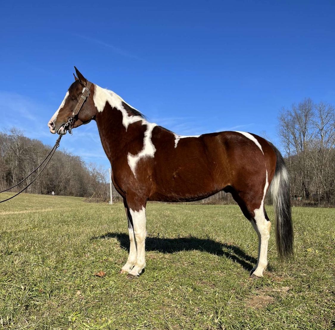 Chief-Saddlebred-Gelding