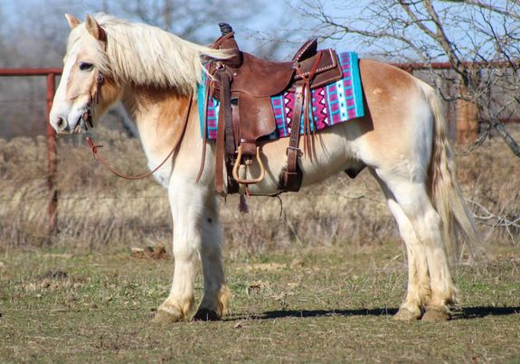 Chip-Haflinger-Gelding