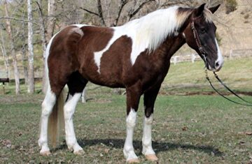 Chips-Ahoy-Saddlebred-Gelding