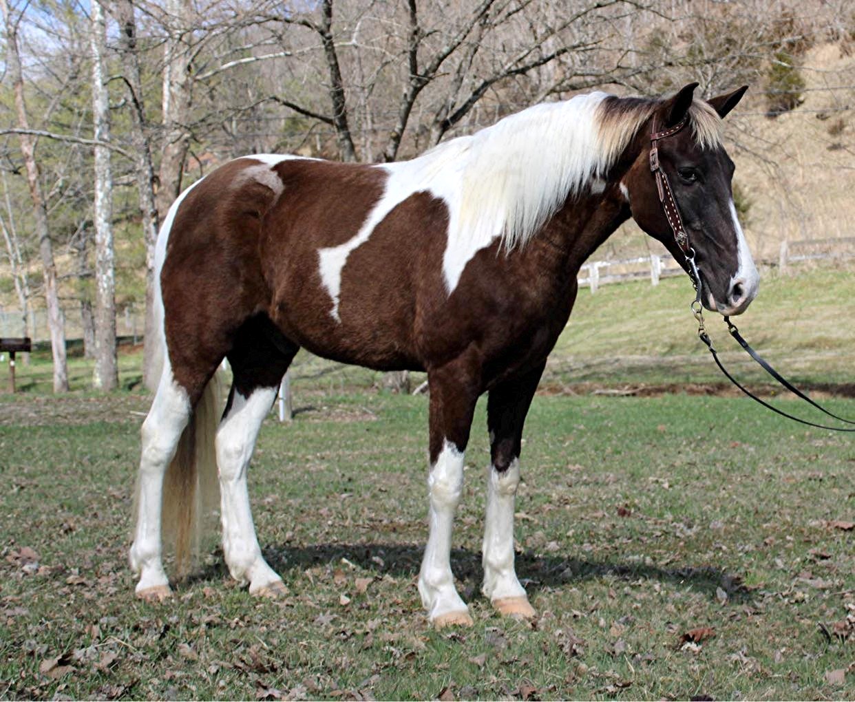 Chips-Ahoy-Saddlebred-Gelding