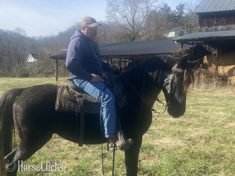 Chocolate-Gelding-Rocky-Mountain