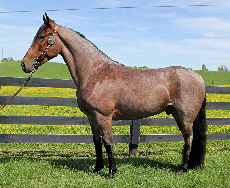 Chubbs-Tennessee-Walking-Gelding