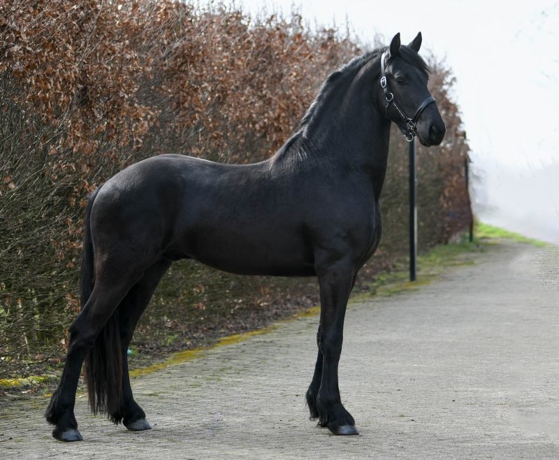 Cifron-Friesian-Stallion10