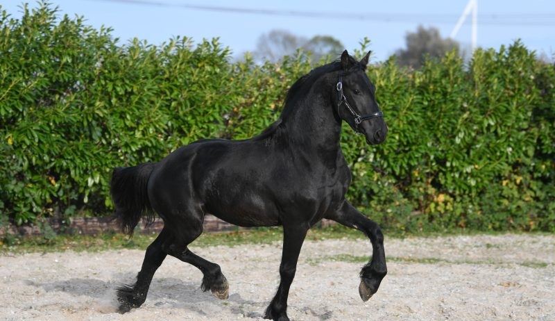 Cifron-Friesian-Stallion15