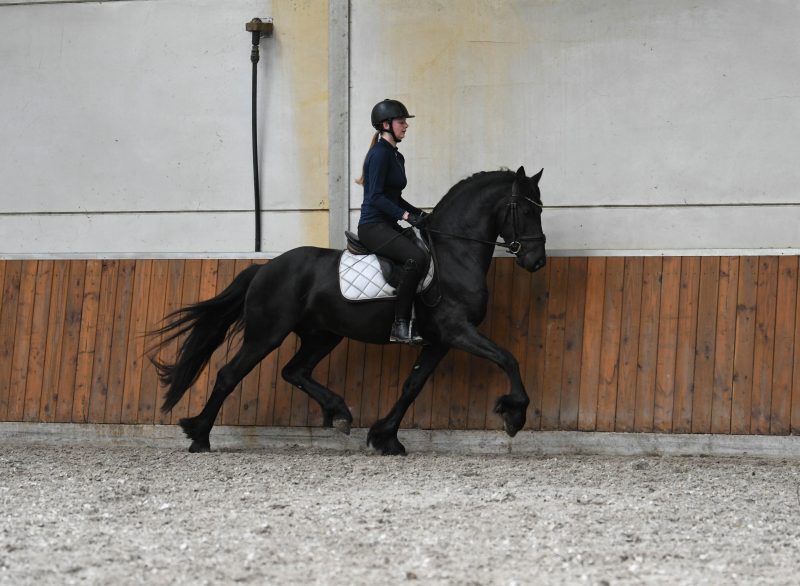 Cifron-Friesian-Stallion2