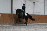 Cifron-Friesian-Stallion3