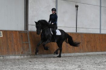 Cifron-Friesian-Stallion3