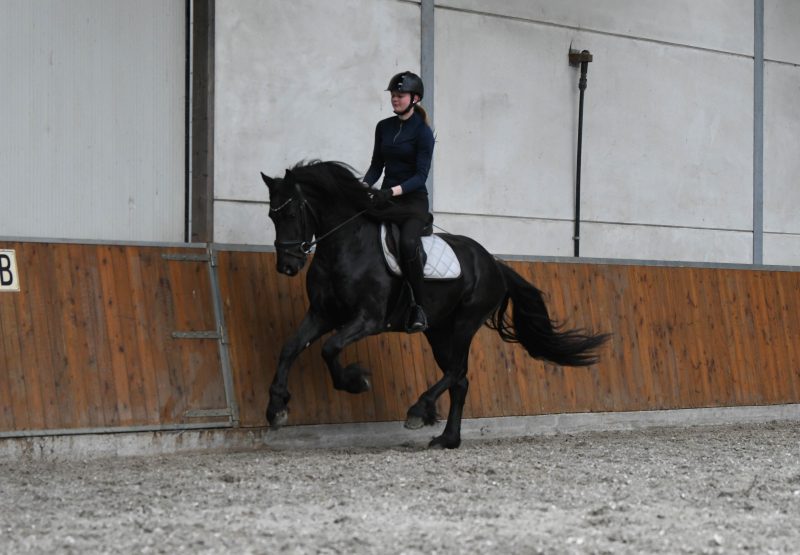 Fantastic luxury stallion with good move