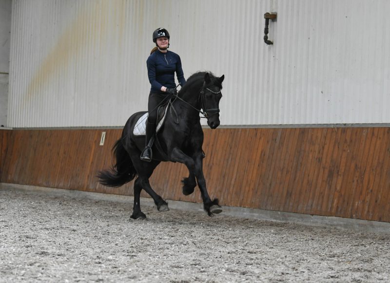 Cifron-Friesian-Stallion4