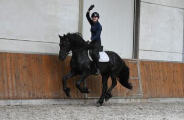 Cifron-Friesian-Stallion8