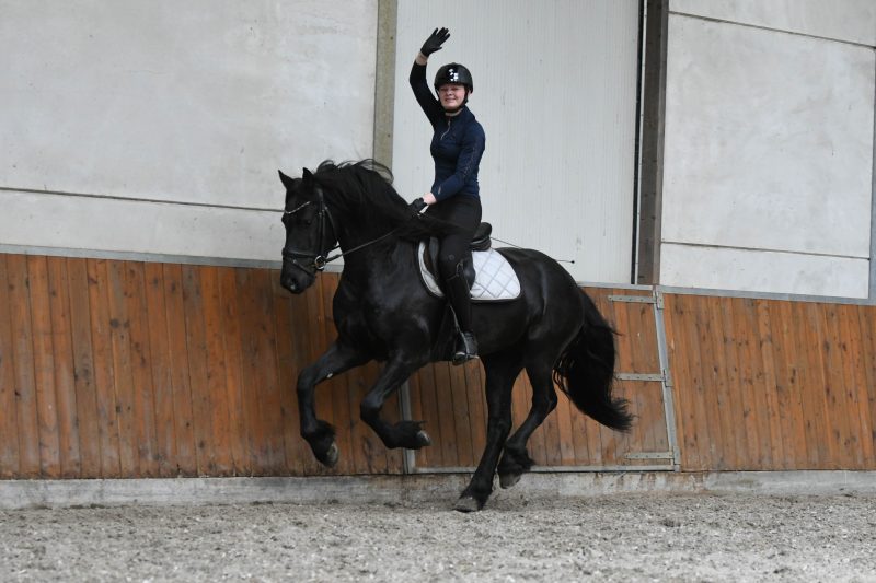 Cifron-Friesian-Stallion8