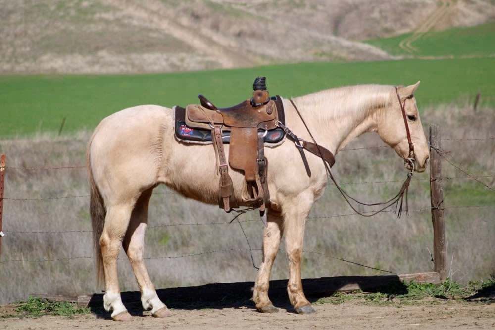 Cinder-Quarter-Mare-1