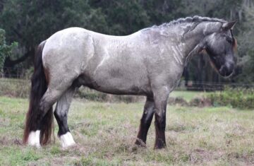 Clifford-Gypsy-Vanner-Gelding