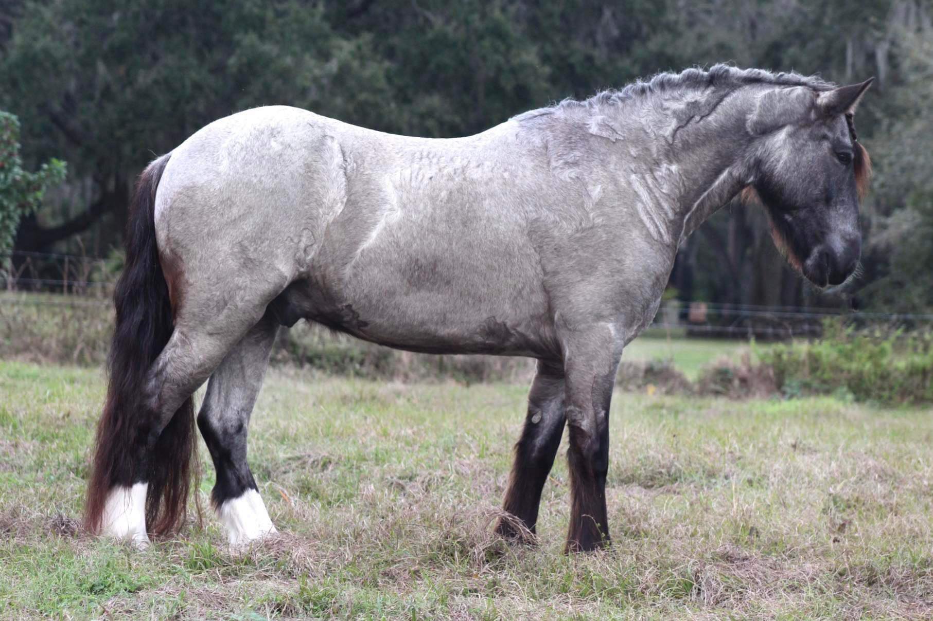 Clifford-Gypsy-Vanner-Gelding