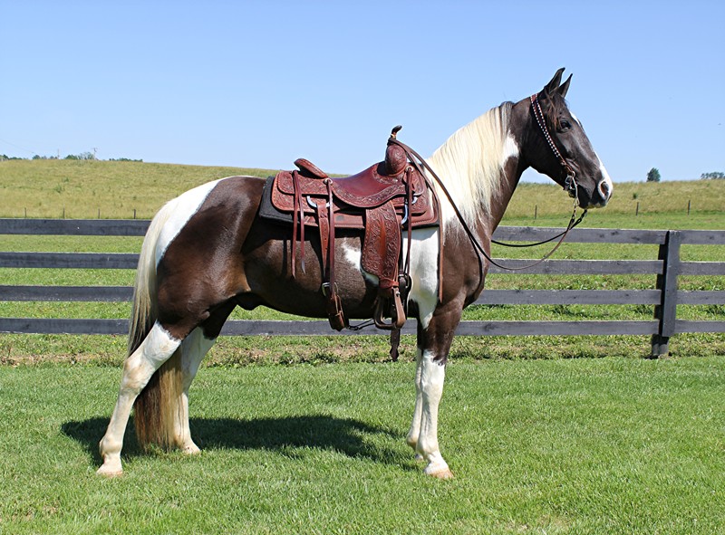 Clover-Double-My-Luck-Saddlebred-Gelding
