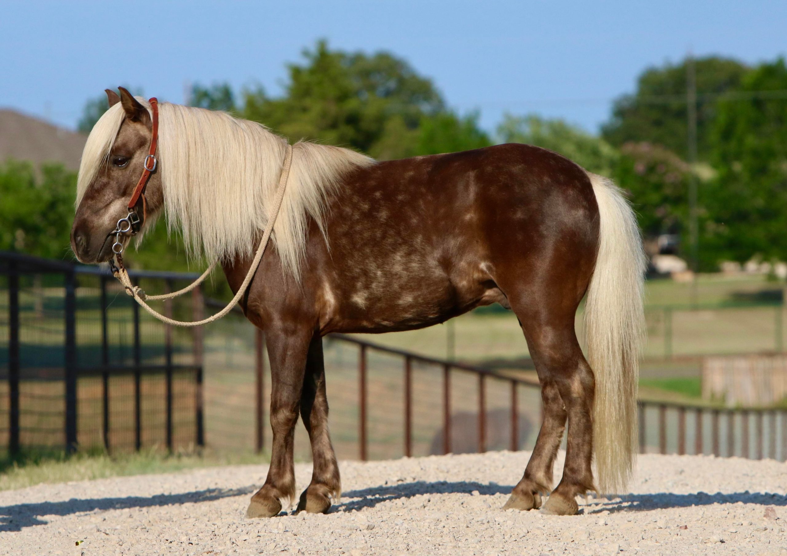 Coco-Puff-Pony-Gelding