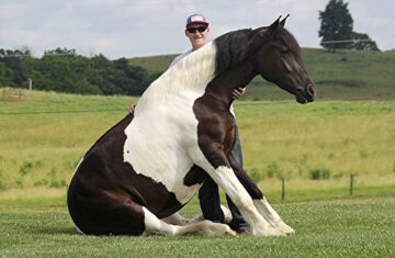 Coconut-Candy-Friesian-Mare