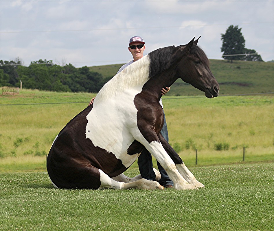 Coconut-Candy-Friesian-Mare