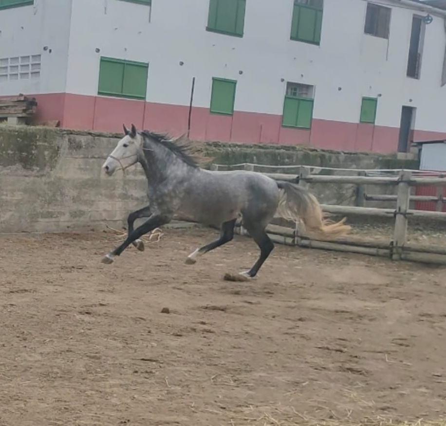 Colt-–-Son-of