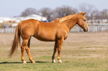 Cookie-Quarter-Mare-1