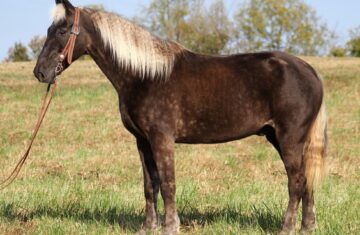 Count-Choculla-Rocky-Mountain-Gelding