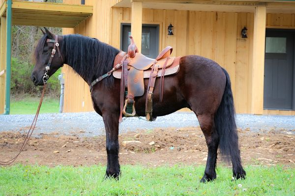 Country-Hills-Sebastian-Friesian-Gelding