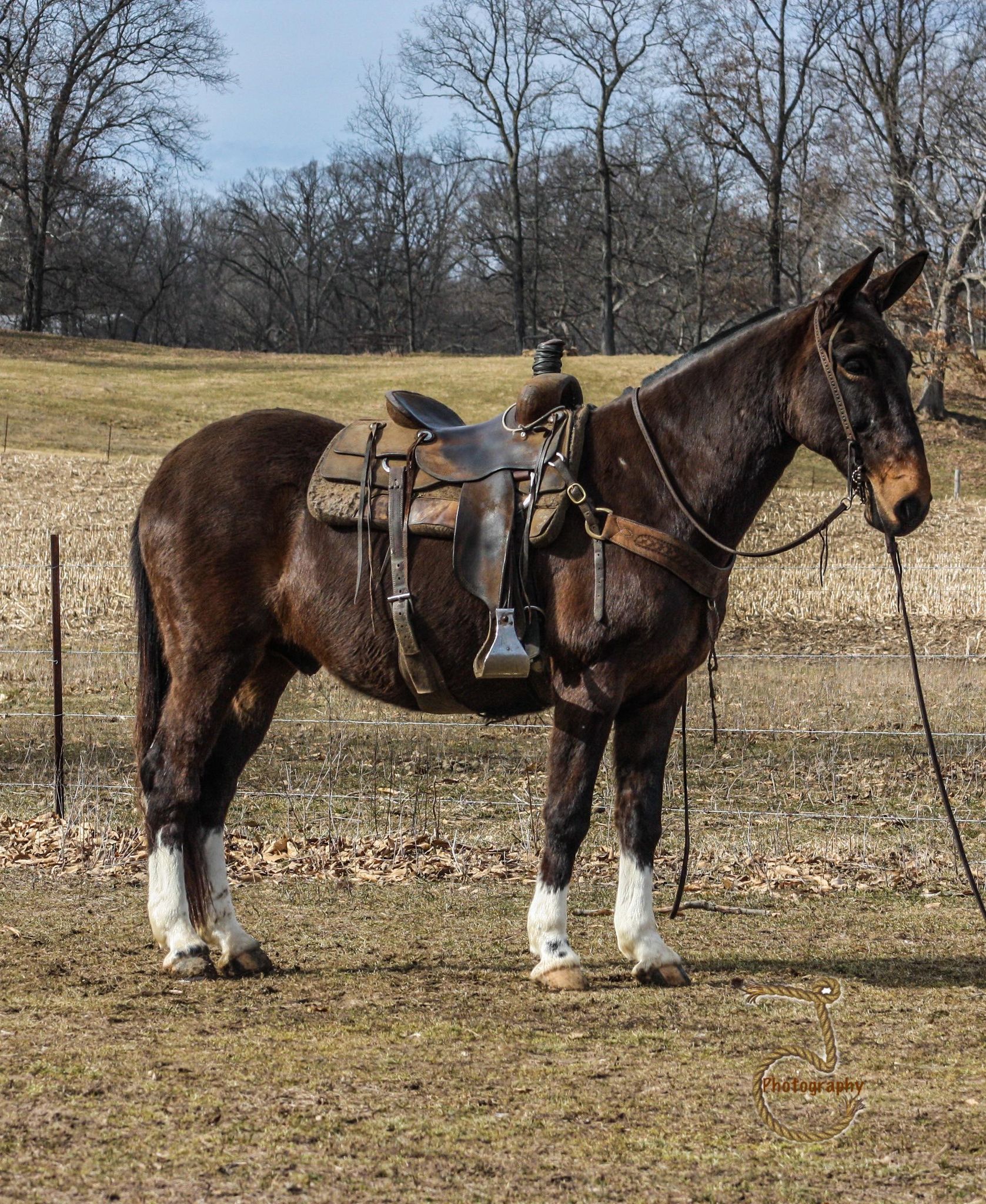 Cowboy-Mule-Gelding