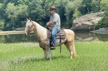 Cowboy-Saddlebred-Gelding