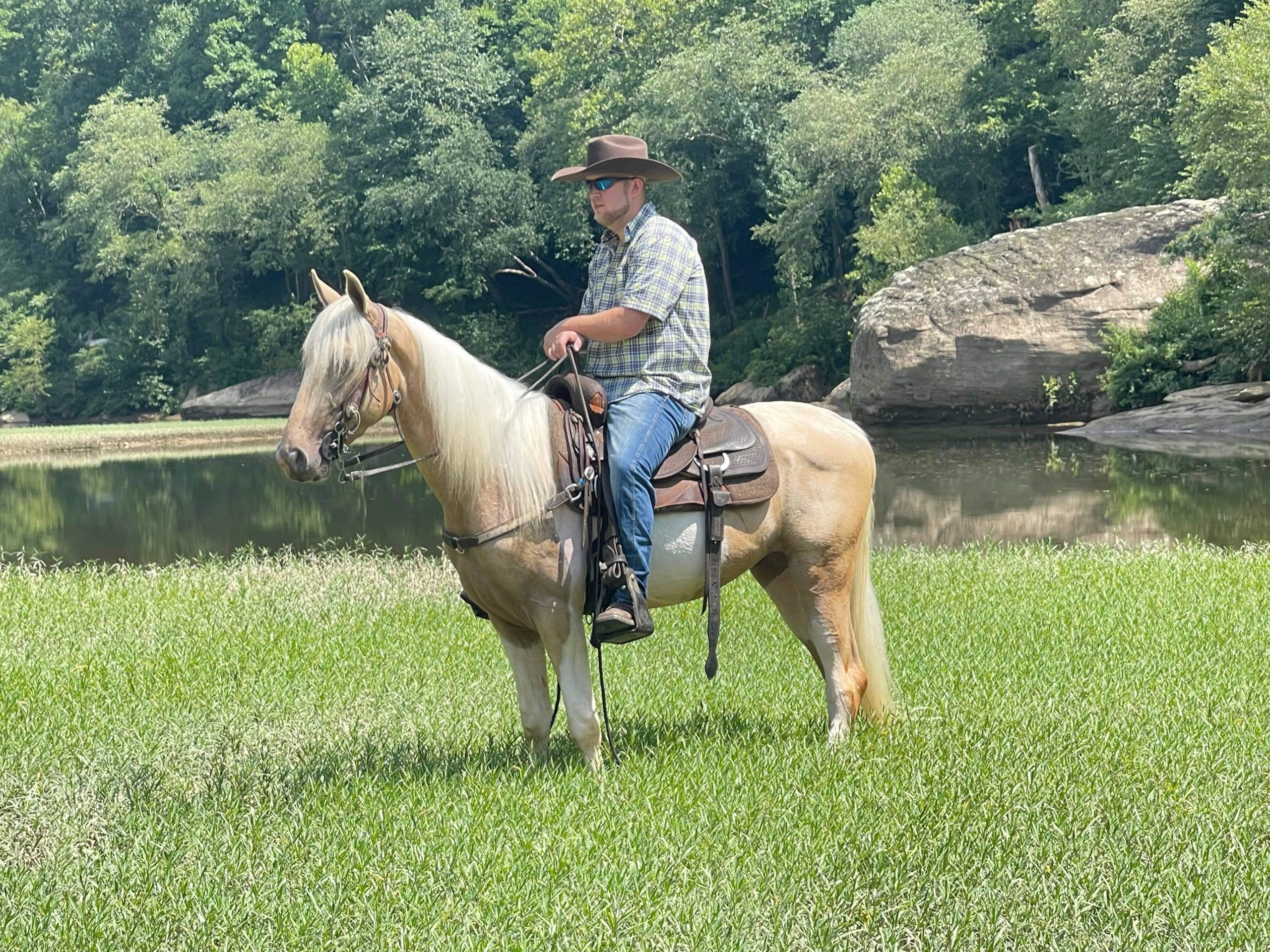 Cowboy-Saddlebred-Gelding