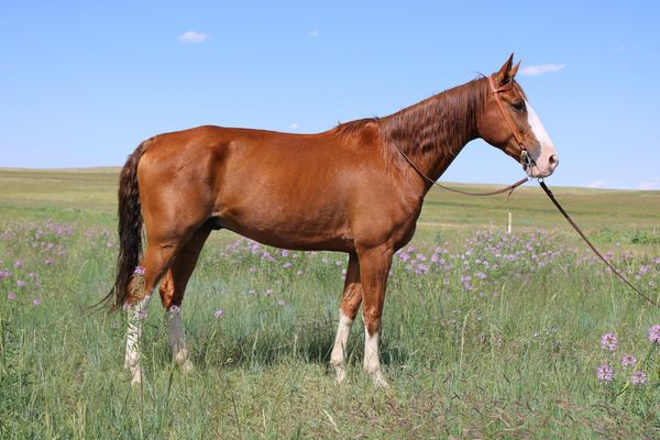 Cricket-Tennessee-Walking-Gelding