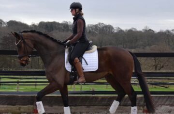 Cross-Keys-International-Dressage-Horses