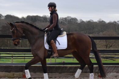 Cross-Keys-International-Dressage-Horses