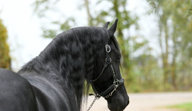 Cute-Cake-Friesian-Mare3