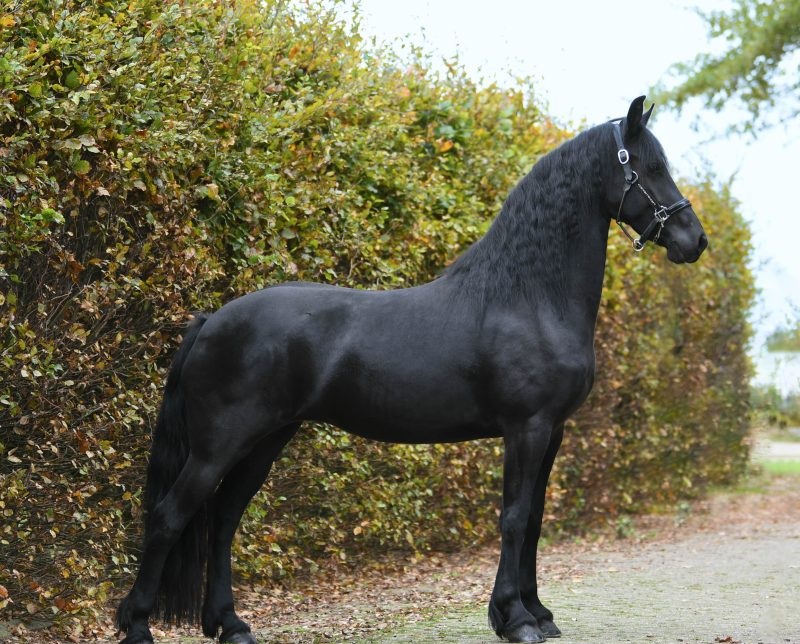Cute-Cake-Friesian-Mare4