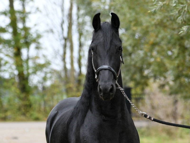 Cute-Cake-Friesian-Mare5