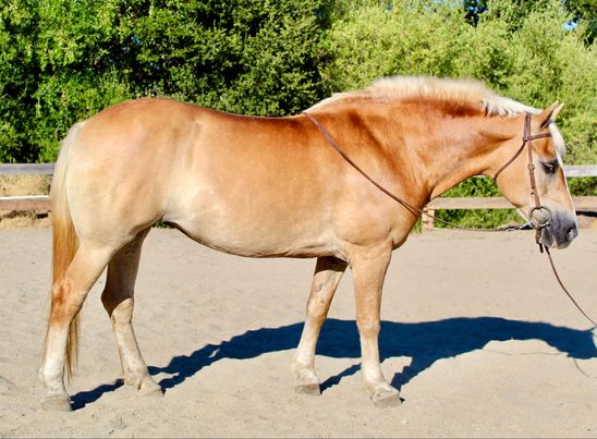 Daisy-Haflinger-Mare