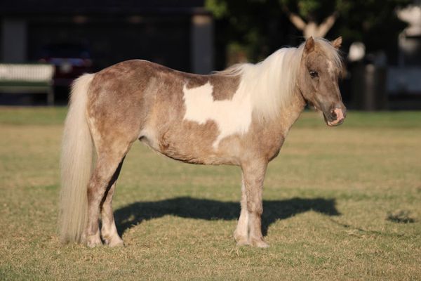 Daisy-Maisey-Miniature-Mare