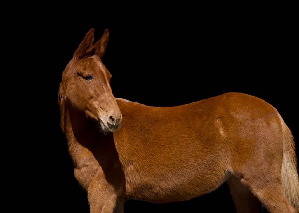 Daisy-Quarter-Mare-1
