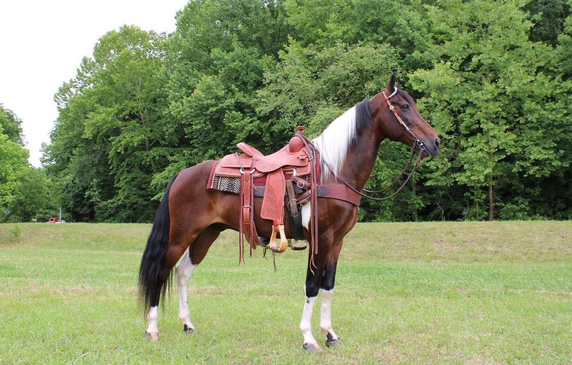 Dallas-Kentucky-Mountain-Gelding