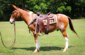 Daniel-Mule-Gelding