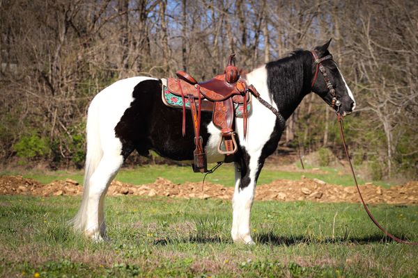 Deputy-Saddlebred-Gelding