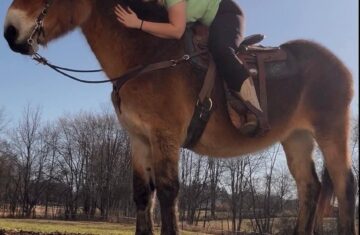 Diamond-Draft-Mule-Mare
