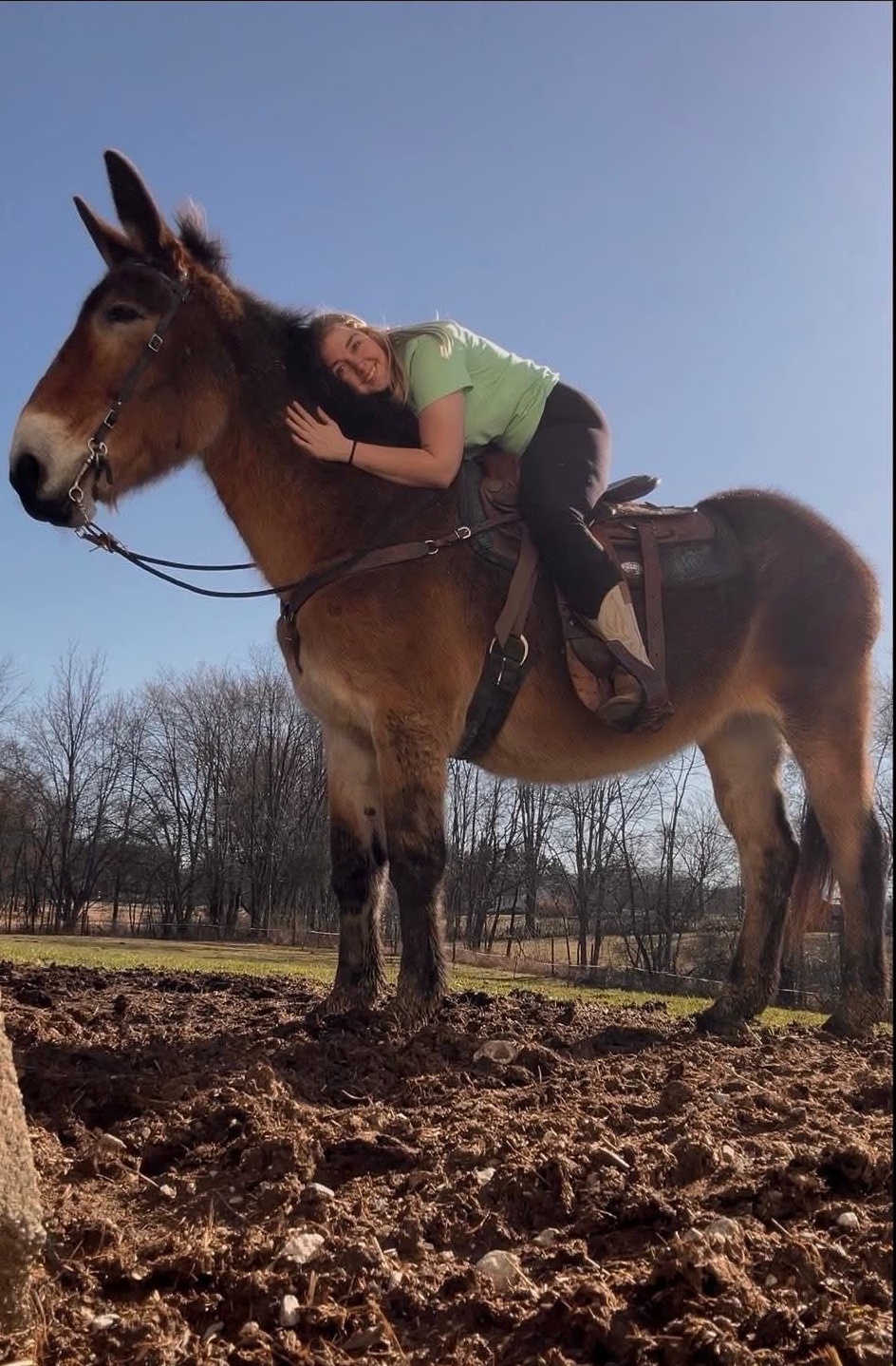 Diamond-Draft-Mule-Mare